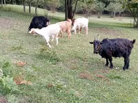 بز ماده, بز — عکس 4