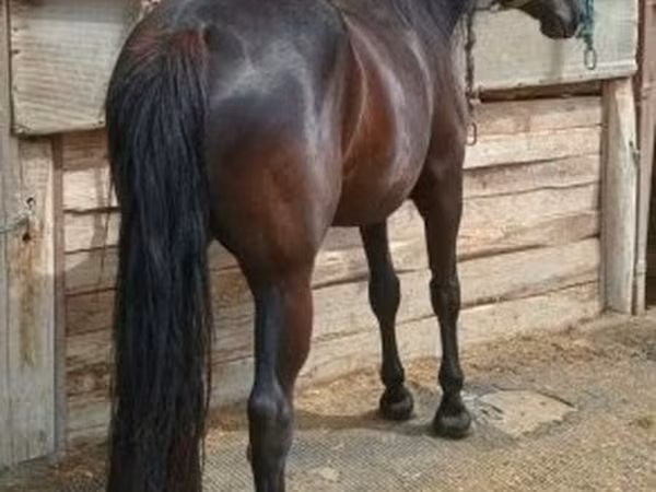 Cavalla, Cavalli