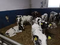 Toro, Vaca Limousin — foto 3