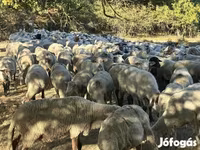 भेड़, भेड़ — फ़ोटो 2