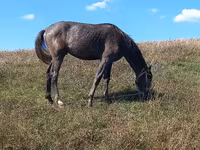 Hingst, Heste — foto 1