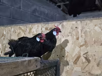 Chickens — zdjęcie 1