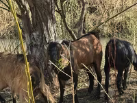 Koza, Alpine goat — zdjęcie 2