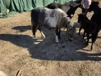 암말, 말 — 사진 3