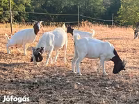 Ziege, Boer goat — Foto 6