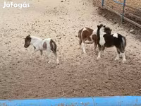 اسب نر, Shetland Pony — عکس 1