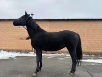 Faras dhaddig, Akhal-Teke — sawirka 3