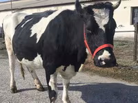 گاو ماده, Russian Black pied cattle — عکس 3