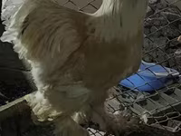 براهما — عکس 1