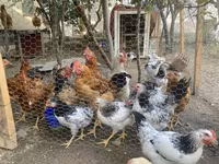 Chickens — foto 5