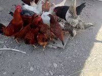Chickens — ფოტო 4