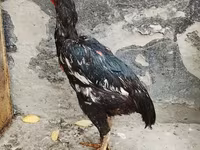 Chickens — รูปภาพ 2