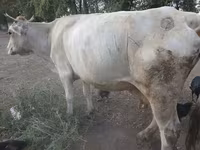 Krava, Swiss cattle — fotografija 1