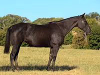 Kuda betina, Quarter Horse — foto 2