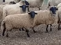 میش, Merino sheep — عکس 4