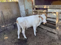 Dibi, Simmental cattle — sawirka 1