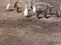 Ducks — عکس 3