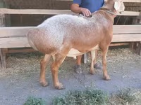 Montone, Arashan sheep — foto 5