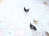 آنکونا — عکس 4