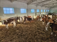 گاو نر, Simmental cattle — عکس 4
