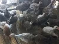 Guinea fowl — foto 3