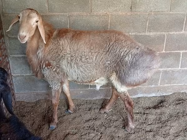 แกะตัวเมีย, Rhon sheep