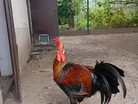 Chickens — photo 4