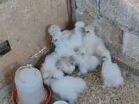Silkie — foto 1