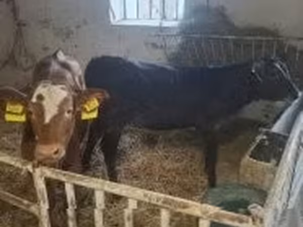 ላም, Limousin cow
