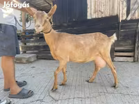 แพะตัวเมีย, แพะ — รูปภาพ 2