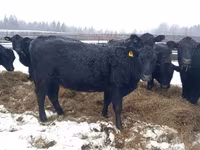 Vacă, Aberdeen-Angus — foto 2