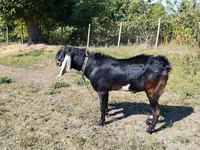 Ziegenbock, Nubian Goat — Foto 1