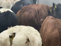 Goveda (partija, pol nije naveden), Charolais cattle — fotografija 6