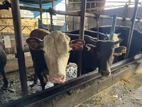 Toro, Simmental cattle — foto 4