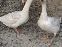 Geese — عکس 2