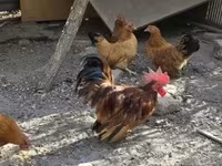 Chickens — 사진 4