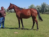 Kobila, Arabian horse — fotografija 3