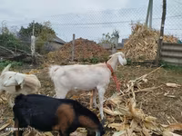 Goat, Nubian Goat — photo 5