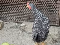Chickens — 2-сурет