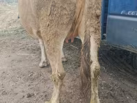 Mucca, Bovini — foto 4