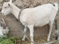 بز ماده, بز — عکس 7