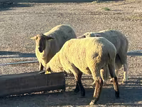 قوچ, Hampshire sheep — عکس 1
