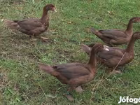 Ducks — foto 3