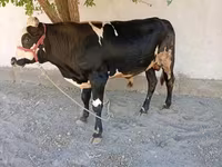 گاو نر, Russian Black pied cattle — عکس 1