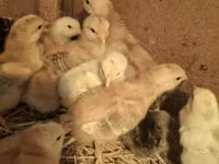 Chickens — عکس 1