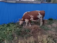 암소, Latvian Blue cattle — 사진 1