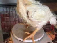 Chickens — foto 3