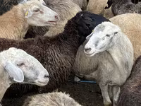 Sheep, Sheep — photo 1