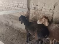 كبش, الأغنام — الصورة 6