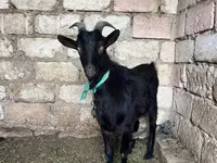 Kambing betina, Goats — foto 2